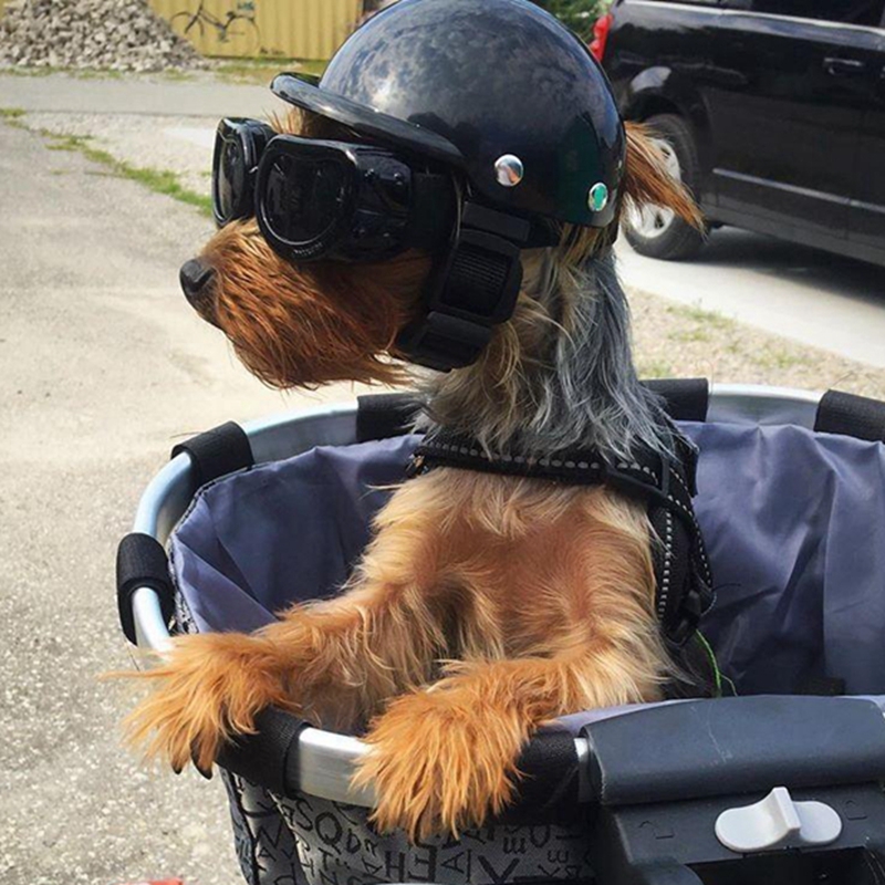 Motorcycle Gear Dogs - Kaski dla zwierząt Kask rowerowy dla