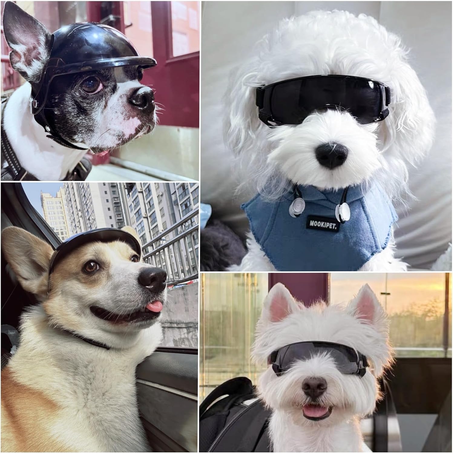 Zestaw: Kask dla psa, okulary, – Motorcycle Gear Dogs recenzja i cena